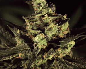 Exodus Cheese marijuana seeds