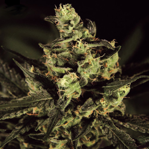 Exodus Cheese marijuana seeds