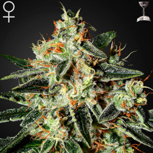 Green House Cheese marijuana seeds