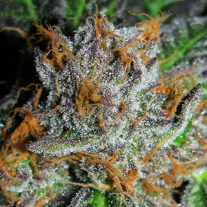 Grape Krush marijuana seeds