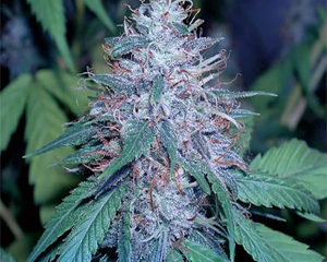 Grape Kush marijuana seeds