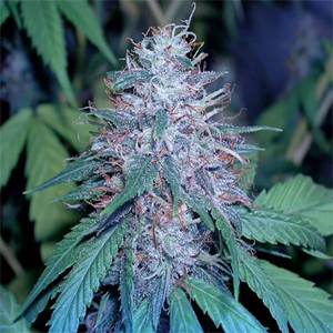 Grape Kush marijuana seeds