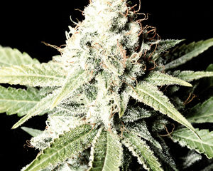 Great White Shark marijuana seeds