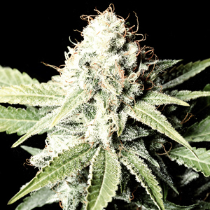 Great White Shark marijuana seeds