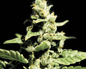 Green-O-Matic marijuana seeds