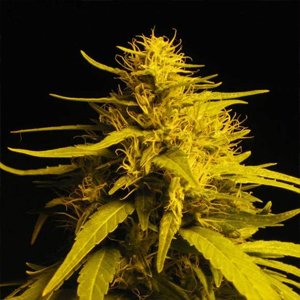 Haze #1 marijuana seeds