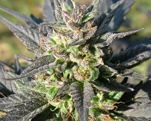 Jacky White marijuana seeds