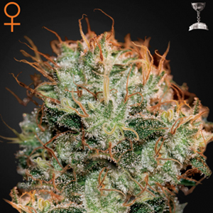 Kaia Kush marijuana seeds