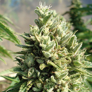 Kandy Kush marijuana seeds