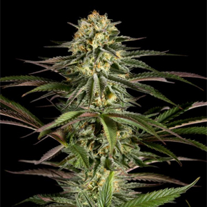 Kush-N-Cheese marijuana seeds