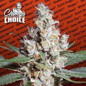 LA Amnesia marijuana seeds