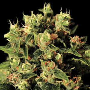 Ladyburn 1974 marijuana seeds