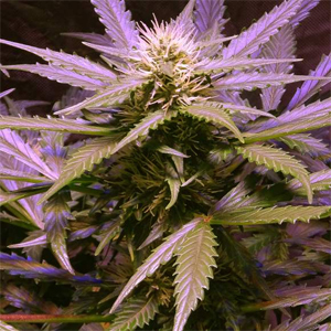 Lemon OG Haze marijuana seeds