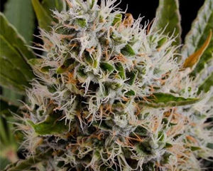 Lithium OG Kush marijuana seeds