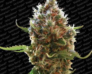 Lucid Bolt marijuana seeds