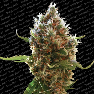 Lucid Bolt marijuana seeds