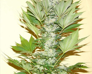 Misty Kush marijuana seeds