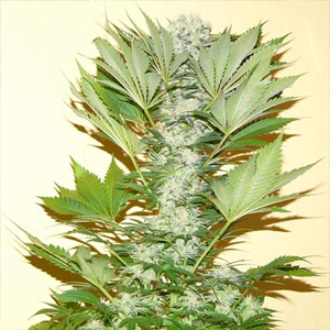 Misty Kush marijuana seeds