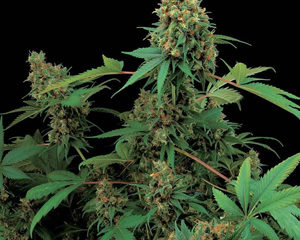 Moby Dick marijuana seeds