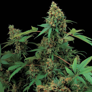 Moby Dick marijuana seeds