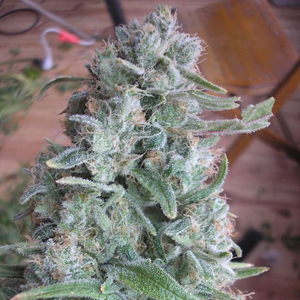 Nebula marijuana seeds