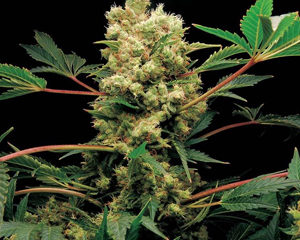 Power Kush marijuana seeds