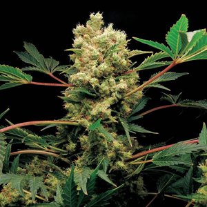 Power Kush marijuana seeds