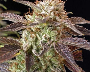 Pure Kush marijuana seeds