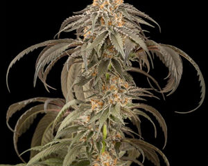 Purple Afghan Kush marijuana seeds