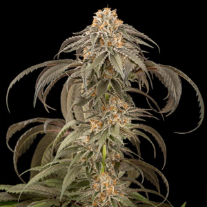 Purple Afghan Kush marijuana seeds