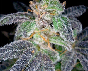 Purple OG #18 marijuana seeds