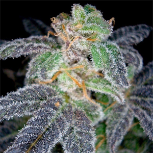 Purple OG #18 marijuana seeds