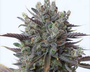 Purple Orange CBD marijuana seeds