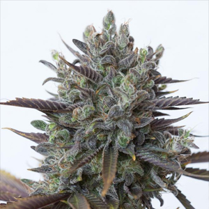 Purple Orange CBD marijuana seeds