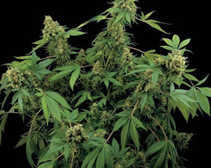 Santa Sativa marijuana seeds