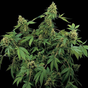 Santa Sativa marijuana seeds