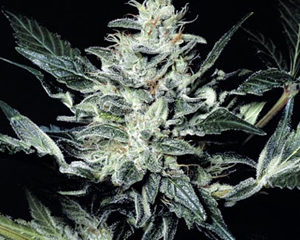 Sensi Star marijuana seeds