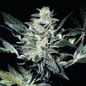 Sensi Star marijuana seeds