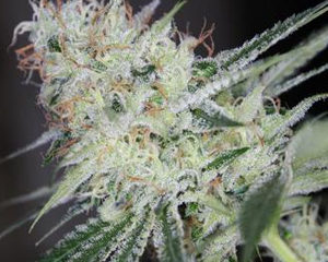 Silver Kush marijuana seeds