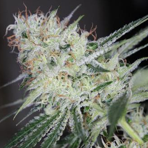 Silver Kush marijuana seeds