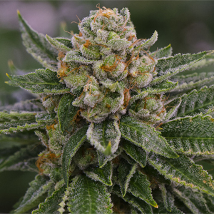 Skywalker Kush marijuana seeds