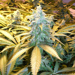 Snow White marijuana seeds