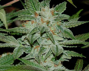 Sour Kush marijuana seeds