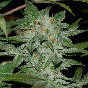 Sour Kush marijuana seeds