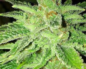 Strawberry OG marijuana seeds
