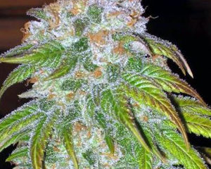Super Bud marijuana seeds