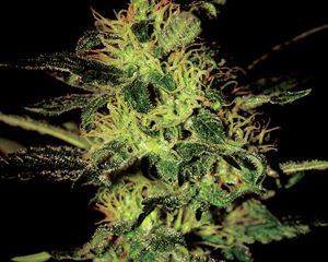 Super Critical marijuana seeds