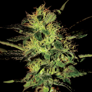 Super Critical marijuana seeds