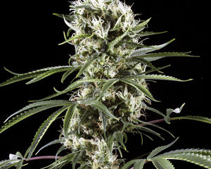 Super Lemon Haze marijuana seeds