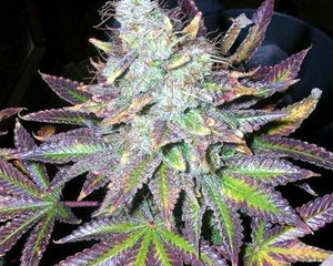 Sweet Purple marijuana seeds